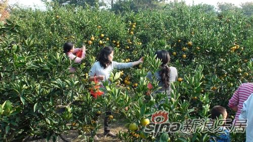 采摘橘子的英语怎么写-摘橘子 英文