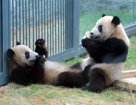 Photos : Les pandas géants accueillent plus d'un million de visiteurs