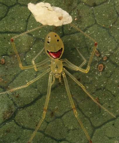 夏威夷丛林发现奇特笑脸蜘蛛(组图)_科学探索