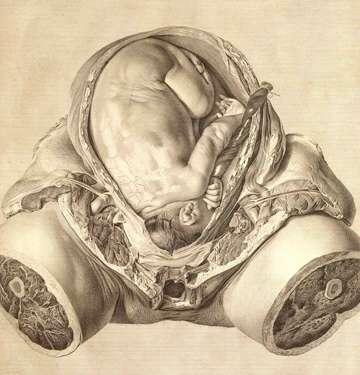 图解人类认识胎儿发育全过程(组图)_科学探索