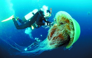 巨形水母“入侵”日本：身怀毒素成群结队(图)
