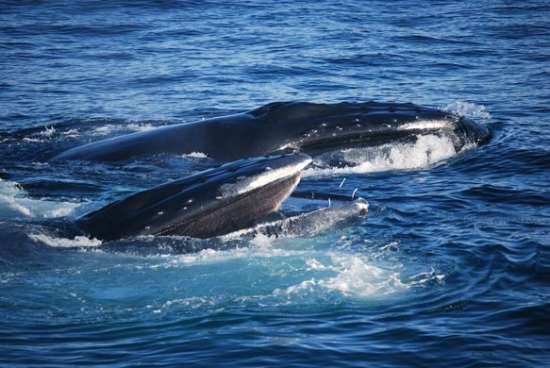 两只驼背鲸水面猎食 英媒公布壮观鲸鱼照片:海鸥鲸口抢食(图)