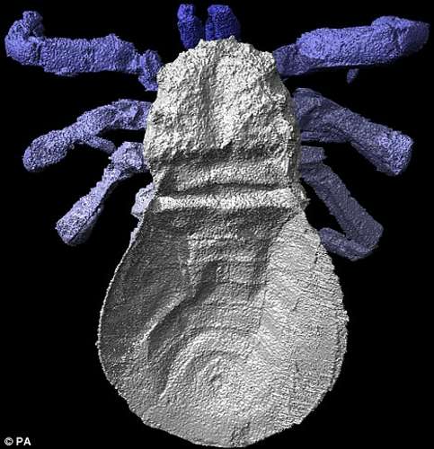 CT扫描复原3亿年前远古蜘蛛(图)