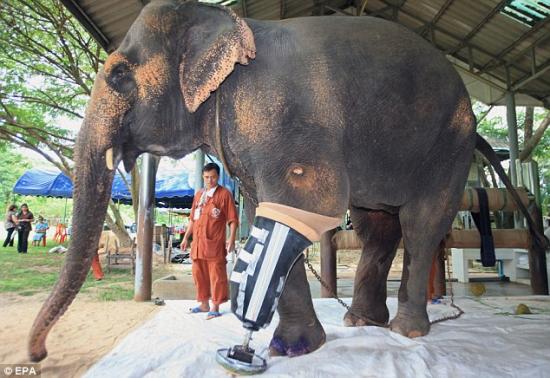泰国截肢大象安装高科技假腿