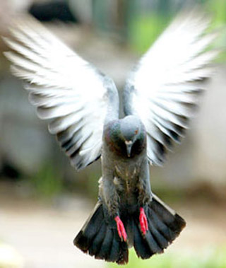 一只名为温斯顿的11月大的鸽子从位于彼得马里茨堡的Unlimited IT公司飞到了海滨城市德班(Durban)，顺利的把绑在腿上的数据卡带到了目的地。