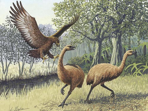 食人鸟能从空中攻击恐鸟，先用锐利的爪子把恐鸟击倒，再撕食其肉。