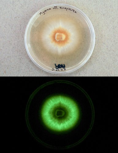 螢光蘑菇Mycena luxperpertua