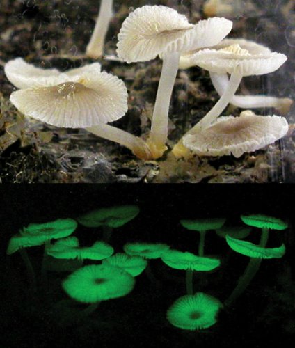 Mycena chlorophos是已知最為古老的發光菌類