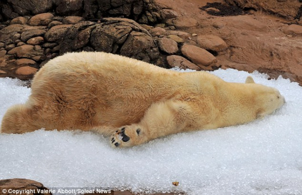 图为：北极熊威利在享受冰雪