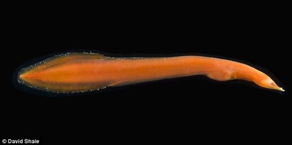 在大西洋中脊发现的一种名为“Neocyema”的鱼类动物，这是迄今为止科学家捕获的第5个Neocyema标本