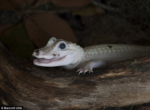 美国沼泽地发现两只罕见白色鳄鱼 非白化变种