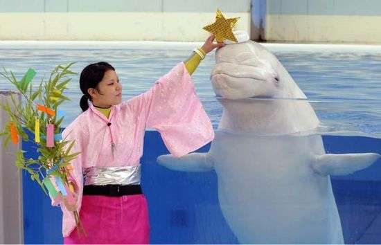 日本横滨一家水族馆中的白鲸