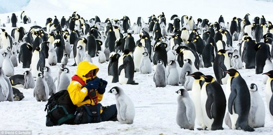 舒尔茨表示帝企鹅并不会因为有摄影师在场就产生被打扰的感觉
