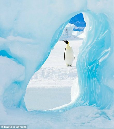 透过冰洞，舒尔茨用了一天时间拍摄此行中自己最满意的一幅作品