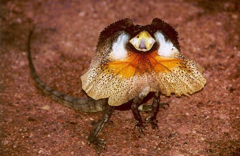 ɡ(Frilled lizard)