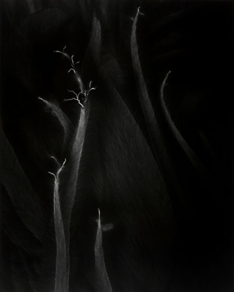 ձӰʦɼ˾Hiroshi Sugimotoľͼ