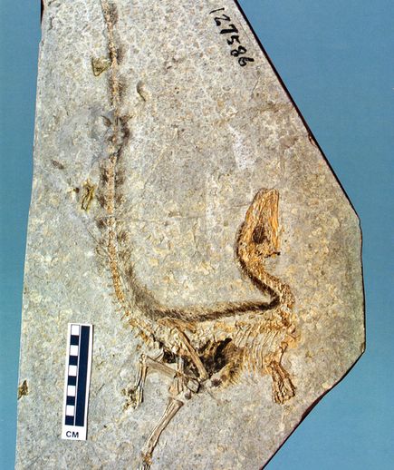 中华龙鸟化石(图片提供：Institute of Fossil Paleontology and Paleoanthropology, Beijing)