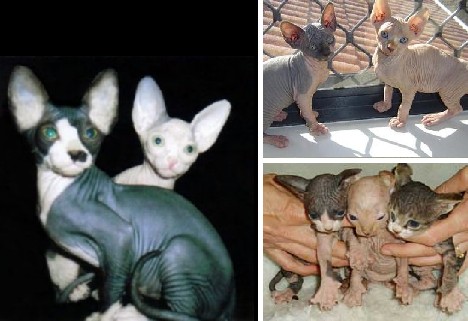 加拿大无毛猫看起来总是那么友好