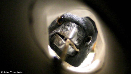 由伯明翰大学的尤里昂·特罗希安科拍摄，展现了一只用木棍从腐烂的原木中“钓”甲虫幼虫的新克里多尼亚乌鸦。