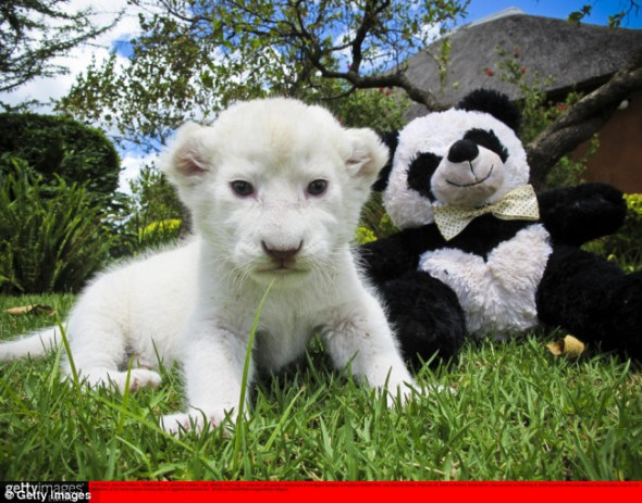 白色幼狮和一只玩具熊猫在一起