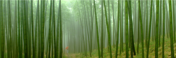 赤水竹海国家森林公园竹海晨雾