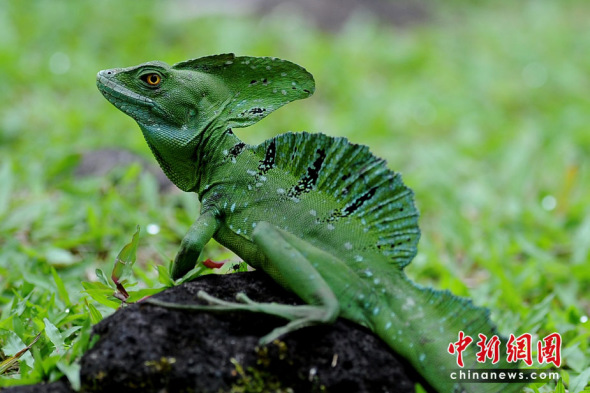 摄影师拍摄哥斯达黎加热带雨林动物照片