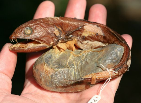叉齿鱼(Chiasmodon harteli)