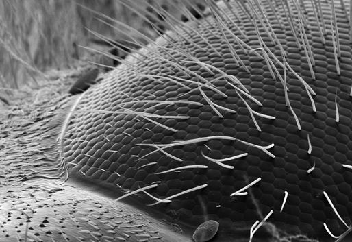 【转帖】显微镜下的蜜蜂:数千触角细胞清晰可见(组图)