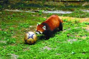 动物足球明星精彩瞬间:巴西队用大象外援(图)_