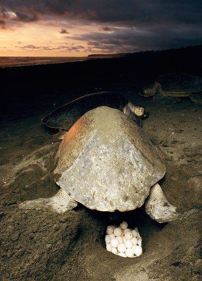 人工孵化墨西哥湾小海龟放归大西洋(图)
