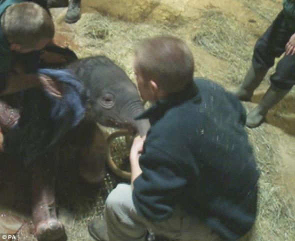 动物园工作人员正在给刚出生的小象擦拭身体，乔治刚出生时的体重比一个成人还重。