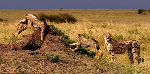 小猎豹在母亲身边打闹时，它们的父亲并没陪在它们左右。