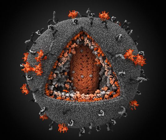 艾滋病毒3D模型