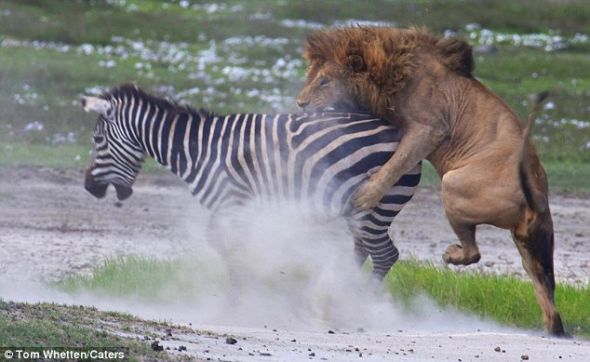 实拍：非洲保护区一雄狮遭斑马狠踢威风扫地(组图)