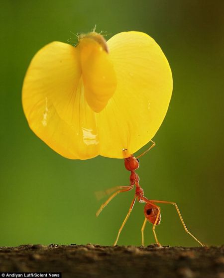 蚂蚁搬运巨大花瓣的惊人壮举