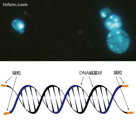欧洲出现生命长度公司:五百欧元测寿命起争议