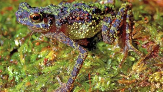 һֻ������������޲ʺ���ܣ��ֳ��������(Sambas Stream Toad)�����ǿ�ѧ��2011��6��13������������������ɳ��Խ����ɭ���ֵġ�����������ɫ���޵���ܵĵ�һ����Ƭ���Դ�1924���Ժ���û���˼�������