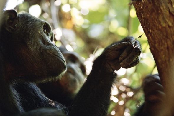 猿类智力研究七大里程碑：黑猩猩的记忆力超过人类(图)