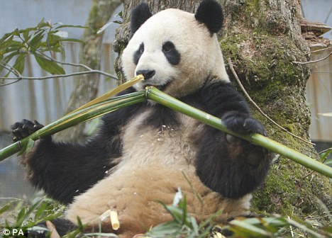 科学家或揭开肉食动物大熊猫吃竹子之谜(图)