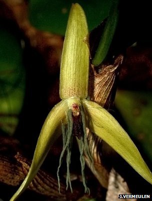 在夜晚开放的兰花，学名“Bulbophyllum nocturnum”。兰花家族成员共有大约2.5万种，目前发现的在夜晚开花的品种就只有这一种