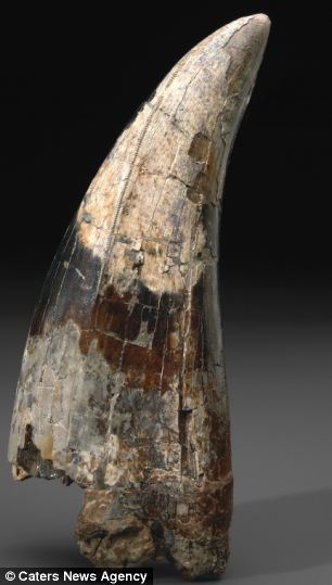 美农田发现6700万年前霸王龙牙齿化石(图)