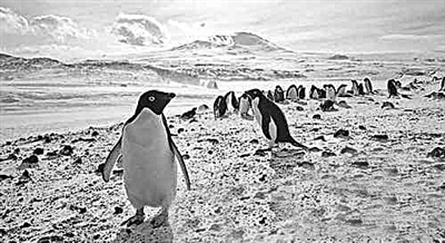 南极半岛企鹅接近灭绝