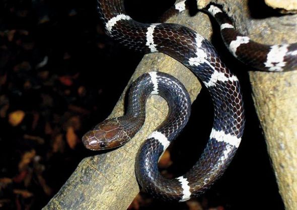 白环蛇(图片提供：Vampire/WWF)