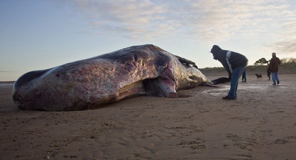 这头体长40英尺（12.19米）的抹香鲸被冲上英国诺福克亨斯坦顿海滩