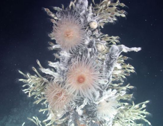 热液喷口附近的海葵和藤壶：研究人员在南极洲深近8000英尺(2400米)的热液喷口附近发现以前不为人知的动物新品种