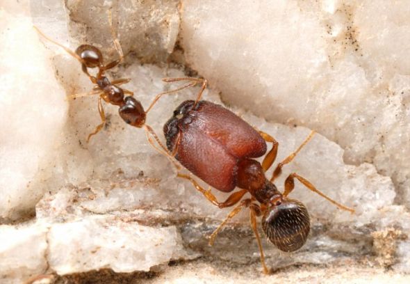 科学家表示，他们通过把一种特殊激素涂在正常蚁卵上，就能生成超级士兵蚂蚁，被涂过激素的蚂蚁会生长成超级士兵，而不是正常工蚁