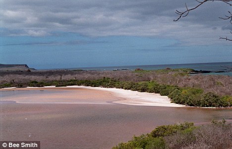 加拉帕哥斯群岛的费洛雷纳岛。这里是C. elephantopus象龟的家乡