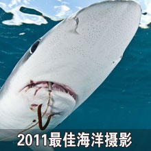 2011��Ѻ��󱣻���Ӱ
