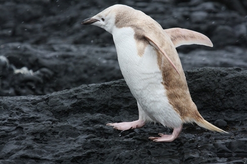 专家表示，这只十分罕见的颊带企鹅存在被称作isabellinism的基因色素紊乱现象