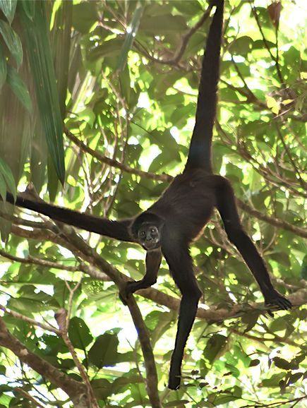 一只在哥伦比亚的国家公园内拍摄到的褐蛛猴